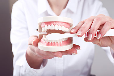 A person s hand holding a model set of human teeth with a dental drill nearby.